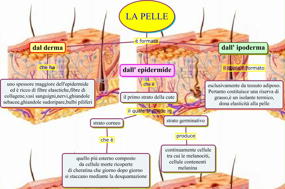 pelle mappa concettuale